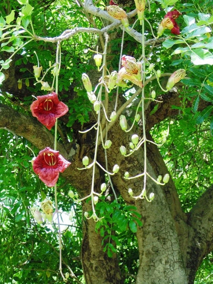 Kigelia Pinnata Unusual African Sausage Tree Kigelia Africana – Herb