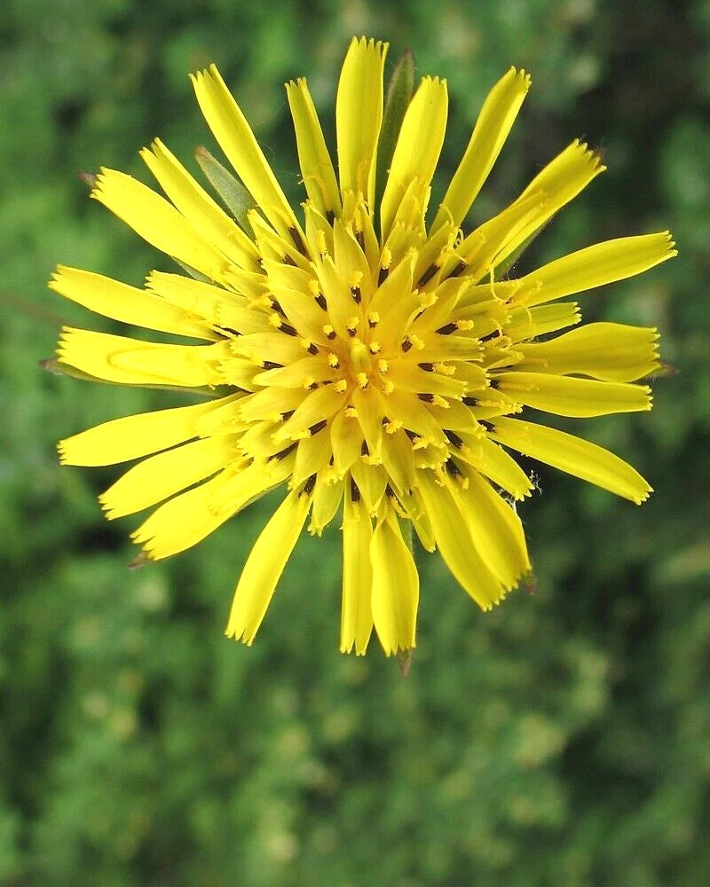 Yellow Goatsbeard Tragopogon – Colorful Perennial Flower Seeds