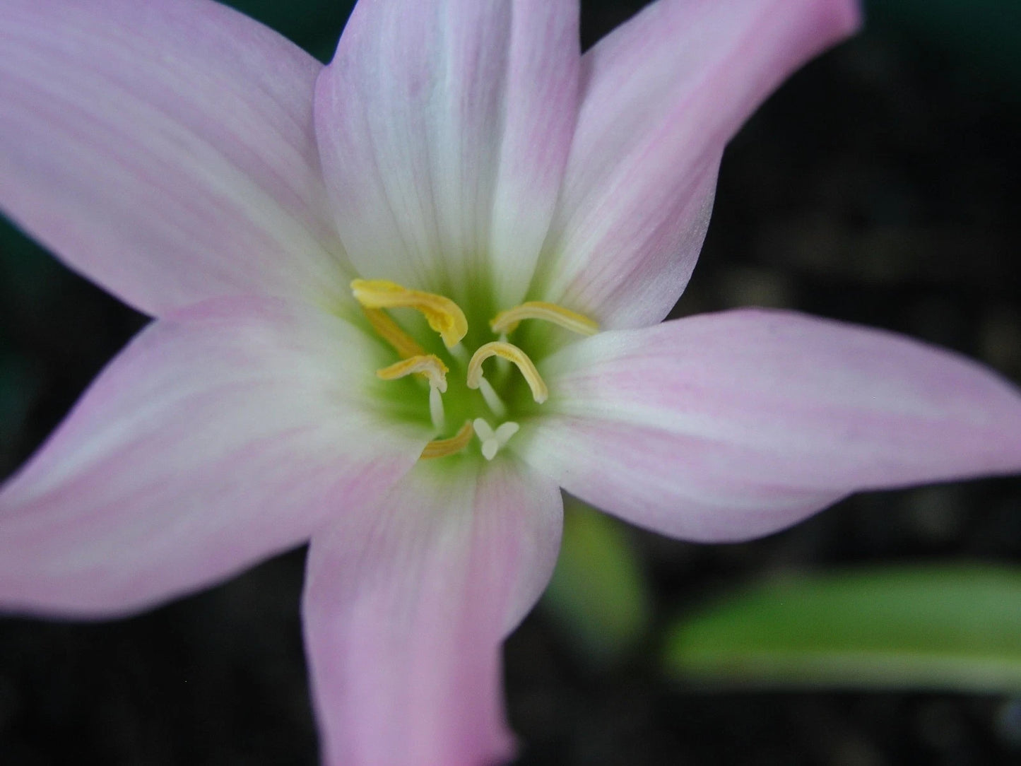 Zephyranthes Tubispatha – Rain Lily Flowering Bulb