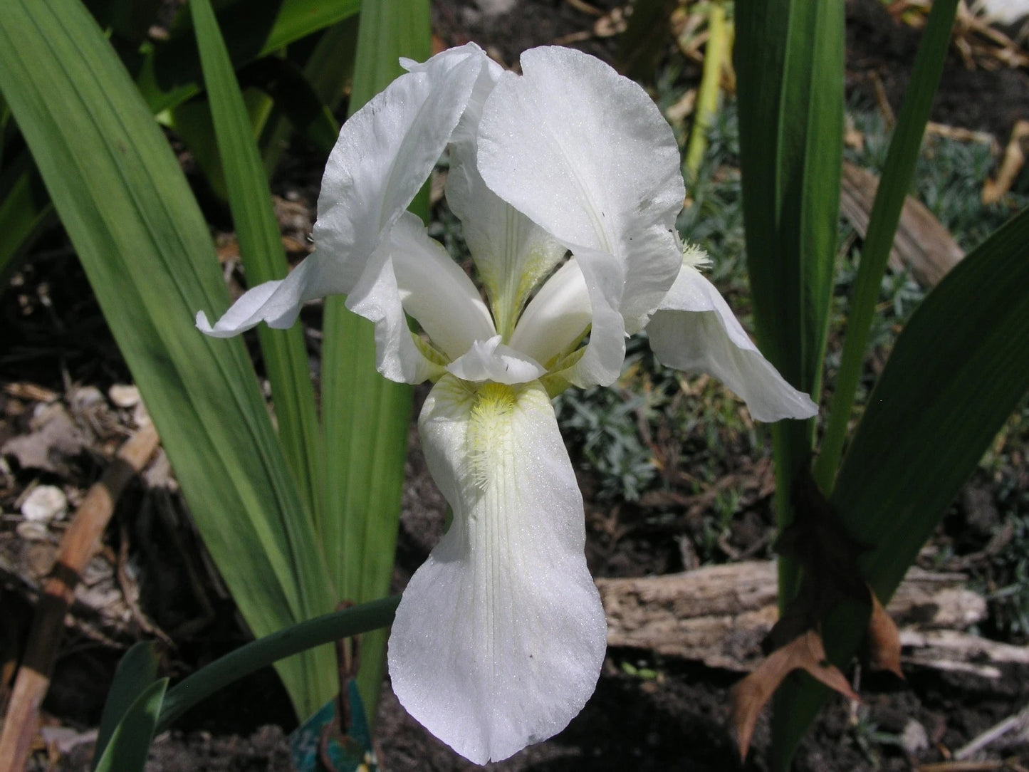 Bearded Iris White Two Rhizomes - Flower Seeds