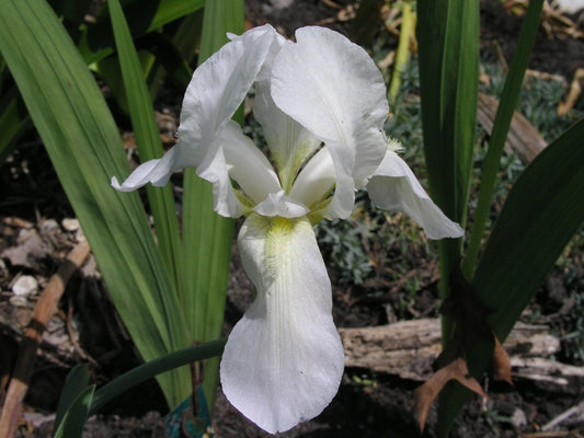 Bearded Iris White Two Rhizomes - Flower Seeds