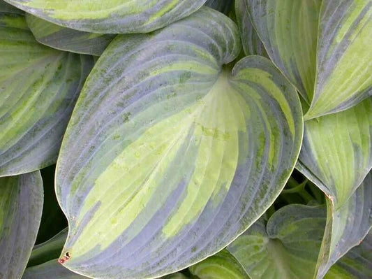 June Hosta Hosta X June Hardy Perennial Garden Flower Seeds