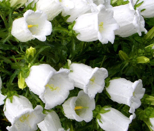 Canterbury Bells Campanula Medium – White Garden Flower Seeds