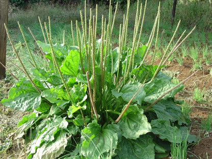 Greater Broadleaf Plantain Plantago Major Perennial Herb Seeds