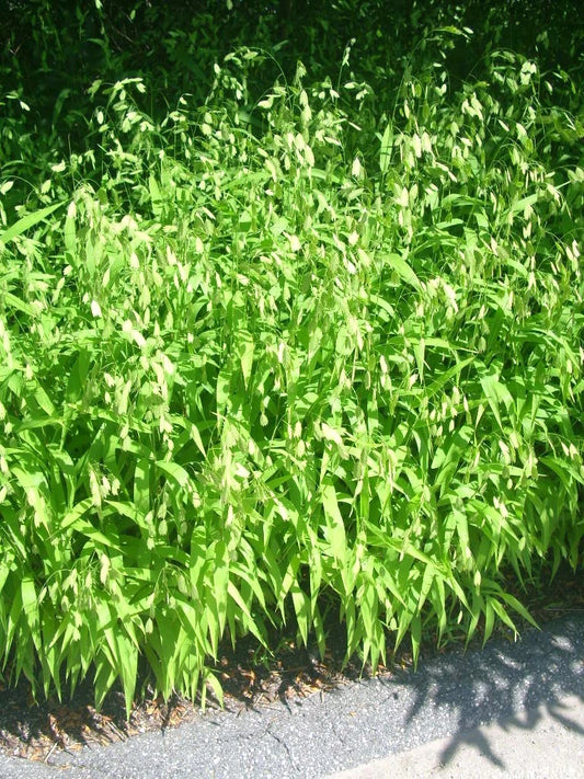Inland Sea Oats Chasmanthium Latifolium – Ornamental Grass Seeds
