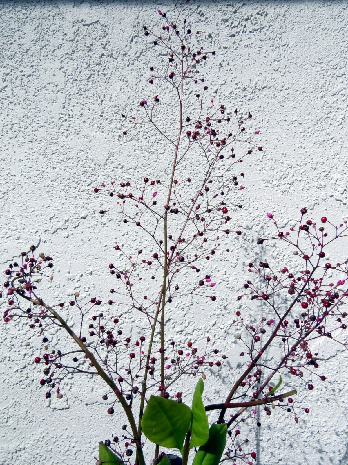 Jewels of Opar Talinum Paniculatum – Edible Ornamental Flower Seeds