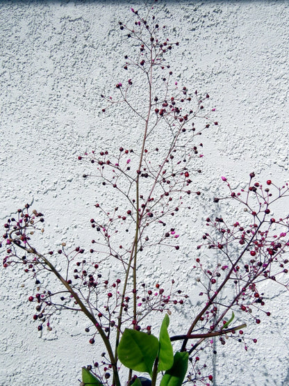 Jewels of Opar Talinum Paniculatum – Edible Ornamental Flower Seeds