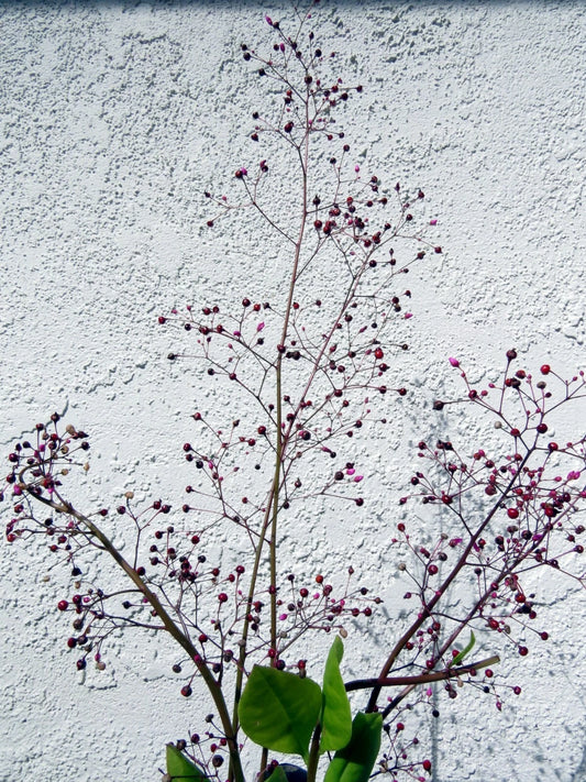 Jewels of Opar Talinum Paniculatum – Edible Ornamental Flower Seeds
