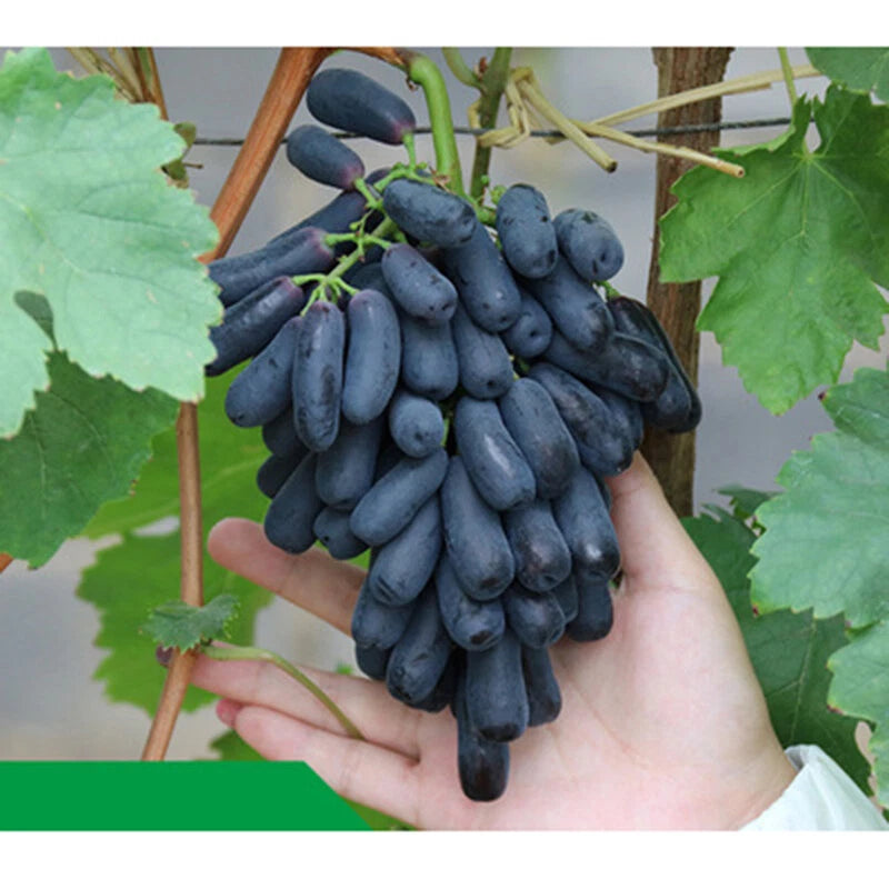 Finger Grape Seeds Vitis Vinifera Fruit Seed Heirloom - Fruit Seeds