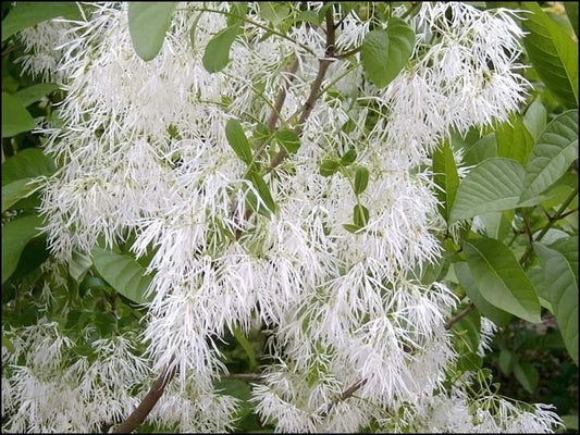 Chionanthus Virginicus Tree Flower Seeds for Planting