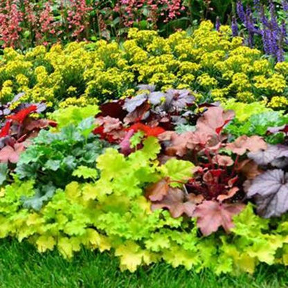 Mixed Colors Coleus – Colorful, Mixed Flower Seeds for Planting