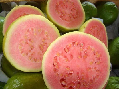 Psidium Guajava Fragrant Apple Guava Fruit Tree Seeds