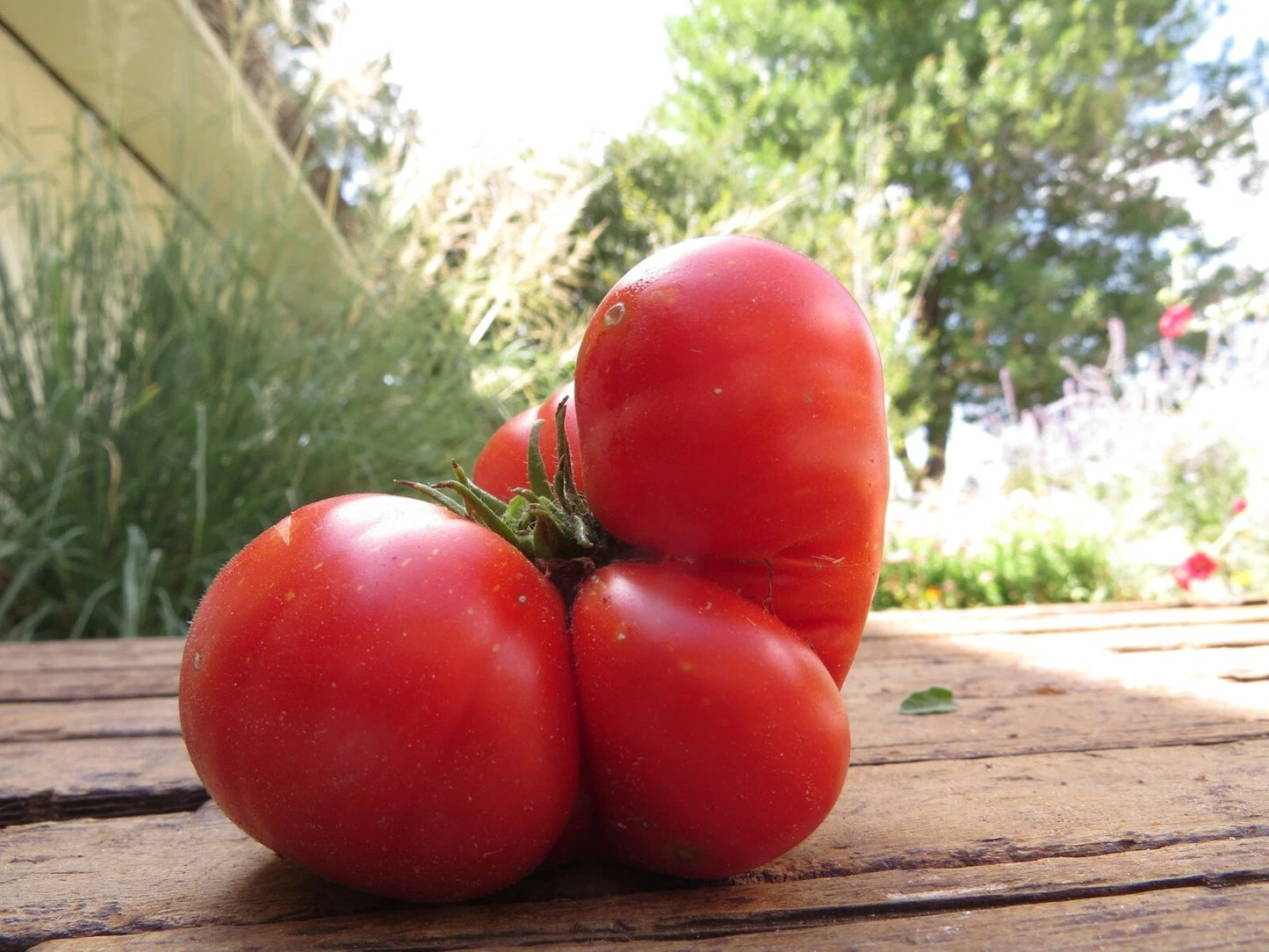 Skorpion Tomato – Heirloom Vegetable Garden Seeds