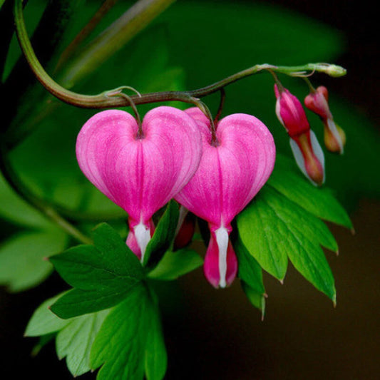 Bleeding Heart Dicentra Spectabilis Alba – Perennial Garden Flower Seeds