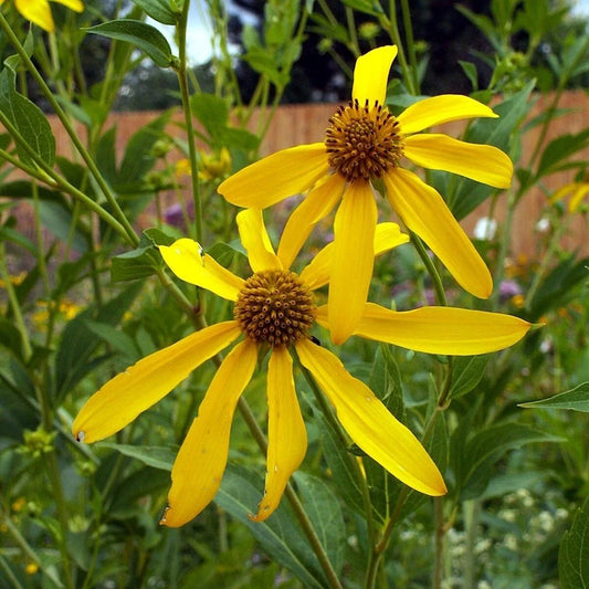 Wild Golden Glow Rudbeckia Laciniata – Colorful Wildflower Garden Seeds