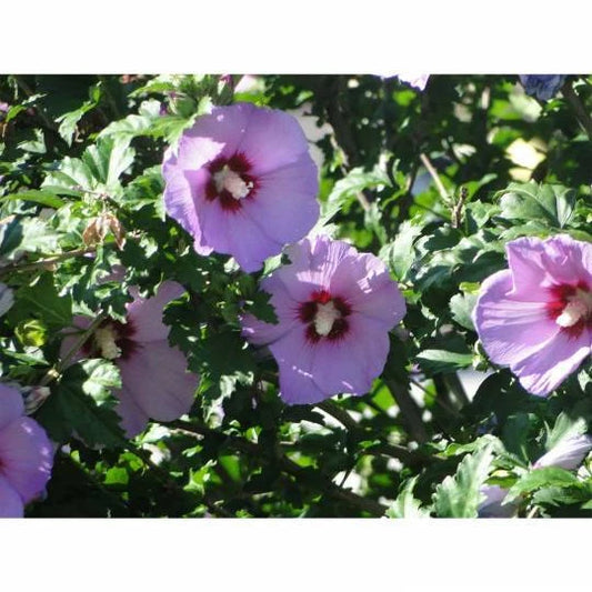 Hibiscus Minerva Rose of Sharon – Pink Flower Garden Seeds