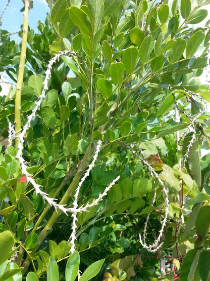 Tx Mountain Laurel, Dermatophyllum(Sophora) – Flower Seeds
