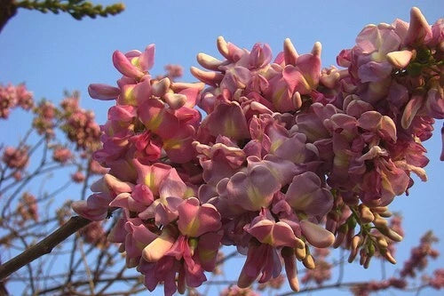 Gliricidia Sepium – Flowering Nitrogen Fixing Multipurpose Tree Seeds
