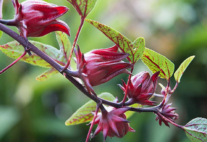 Roselle Hibiscus Sabdariffa – Red Sorrel Herb Seeds