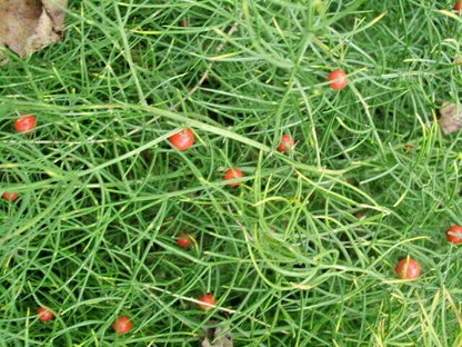 Asparagus Schoberioides – Korean Asparagus Fern Seeds