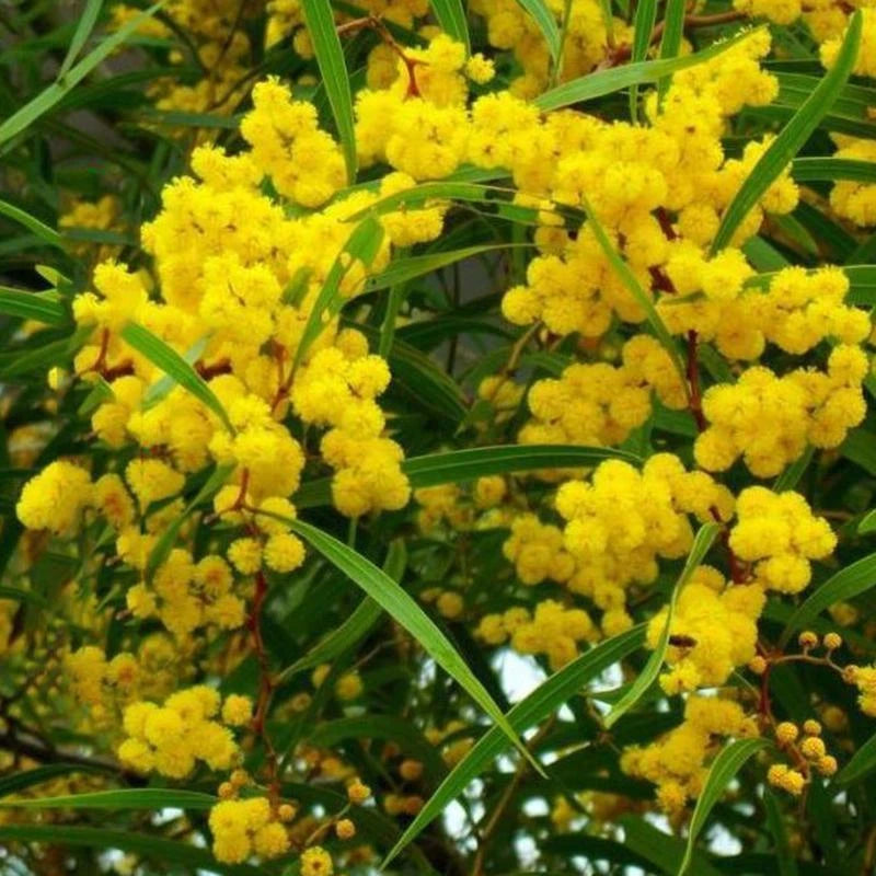 Acacia Baileyana Seeds – Garden Fruit Seeds for Planting