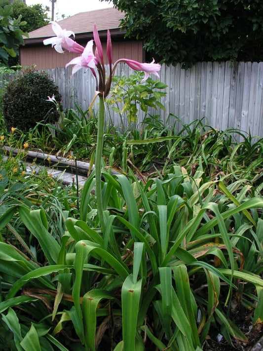 Crinum Lily Mexican – Garden Flower Seeds