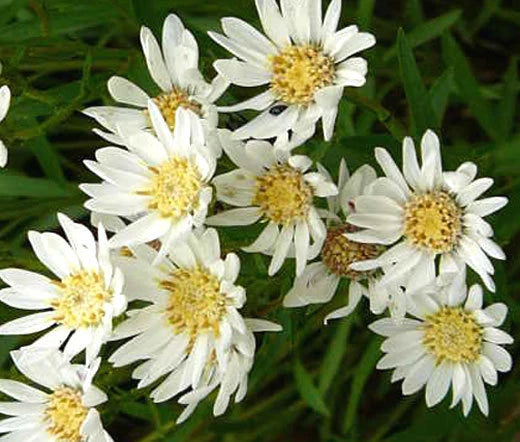 Aster White Upland Aster Ptarmicoides – Perennial Garden Flower Seeds