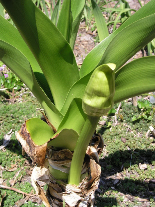 Crinum Lily Pedunculatum Austrailian Species Jumbo Blooming-size Bulb