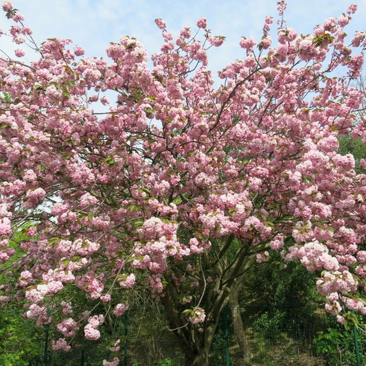 Japanese Cherry Blossom Prunus Serrulata – Sakura Tree Flower Seeds