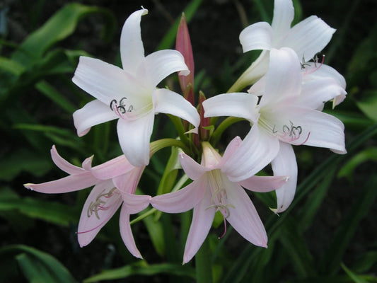 Crinum Lily Heartbreaker – Garden Flower Seeds for Planting