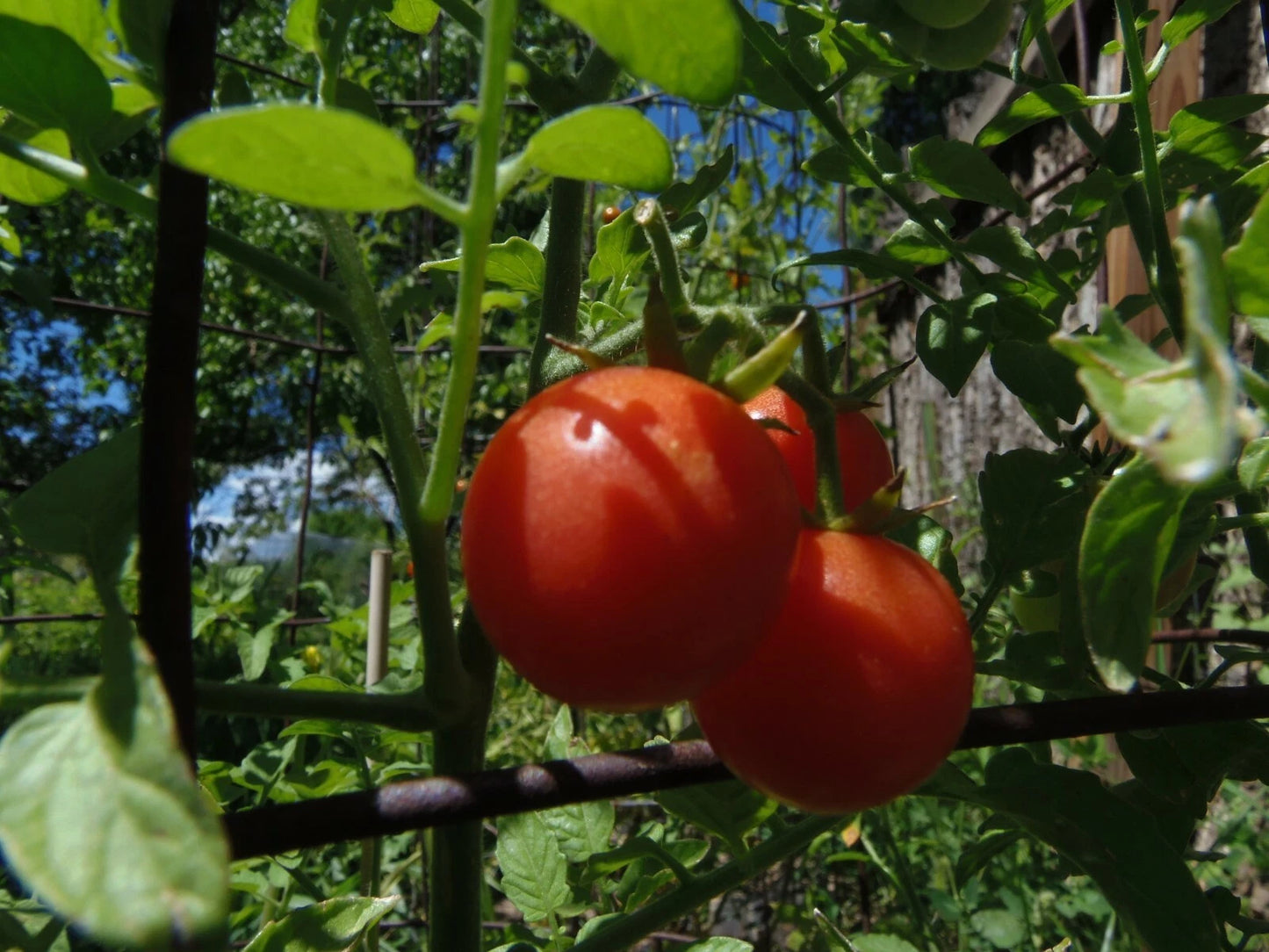 Myrium Cherry Tomato – Heirloom Vegetable Garden Seeds