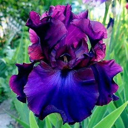 Iris – Perennial Garden Flower Seeds