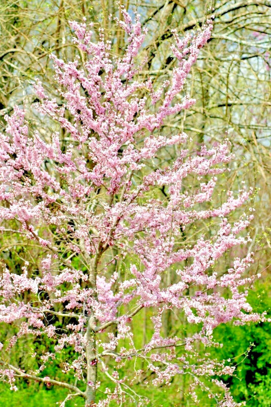 Pauline Lily Redbud Cercis Canadensis Light Pink Flower Tree Seeds