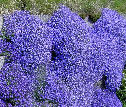 Aubrieta Rock Cress Cascade Blue Aubrieta Hybrida – Hardy Garden Flower Seeds
