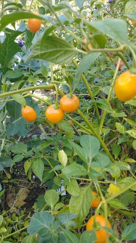 Mix De Rocoto – Mixed Vegetable Seeds