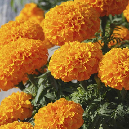 Orange Crackerjack Marigold – Tall Garden Flower Seeds