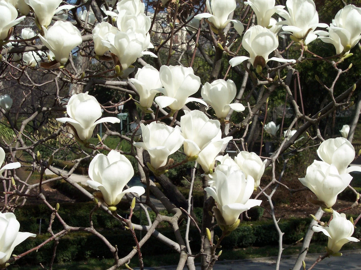 Yulan Magnolia Magnolia Denudata – Fragrant Flowering Tree Seeds