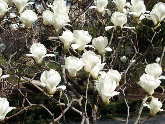 Yulan Magnolia Magnolia Denudata – Fragrant Flowering Tree Seeds