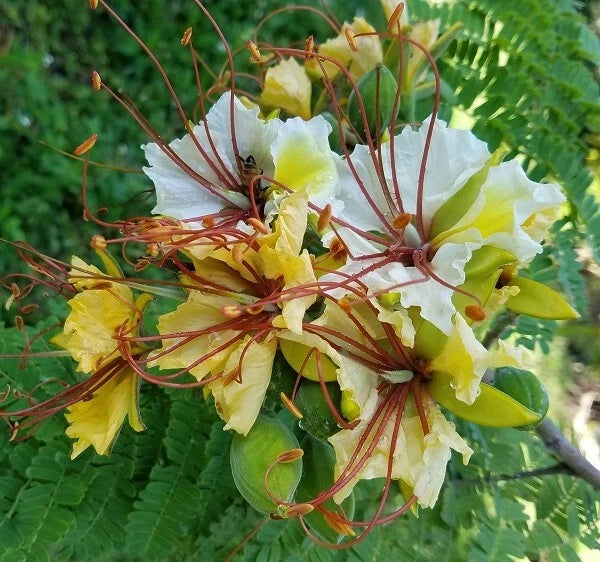 Delonix Elata Tropical White Gulmohar Bonsai Tree Seeds