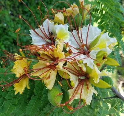 Delonix Elata Tropical White Gulmohar Bonsai Tree Seeds