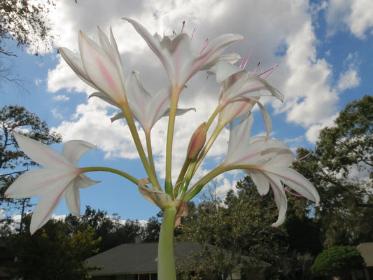 Crinum Lily John S Bid Large Blooming-Size Bulb New Super Rare