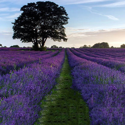 TRUE ENGLISH LAVENDER VERA Lavandula Angustifolia Herb Flower Seeds - Herb Seeds