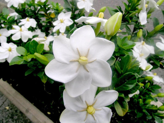 Wild Gardenia Thunbergia Fragrant Shrub Tree Seeds
