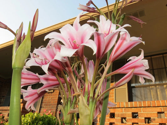Crinum Lily Bulbispermum Chess Queen Medium-size Bulb - Flower Seeds