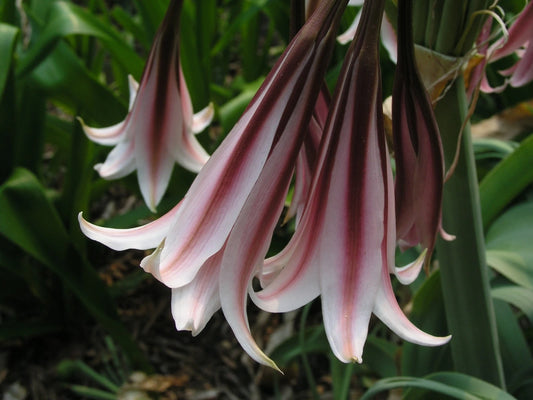 Crinum Lily Bulbispermum Roseum Medium-Size Bulb - Flower Seeds