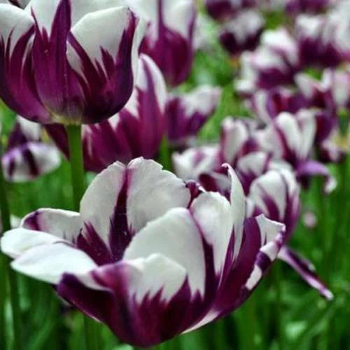 Tulip Purple White Fragrant Garden Flower Seeds