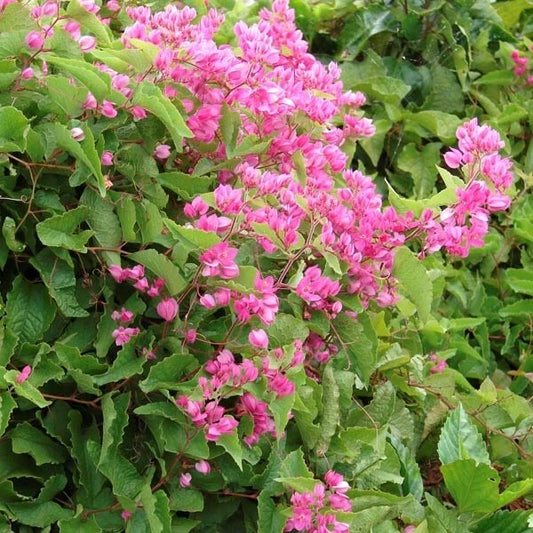 Antigonon Leptopus Coral Vine Climbing Flower Seeds