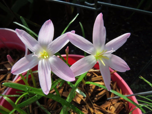 Rain Lily Zephyranthes First Love Colorful Flower Bulb Seeds