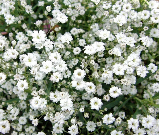 Creeping Babys Breath Gypsophila Repens – Hardy Garden Flower Seeds