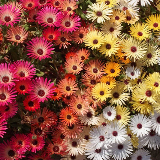 Mixed Ice Plant – Hardy Wildflower Garden Seeds